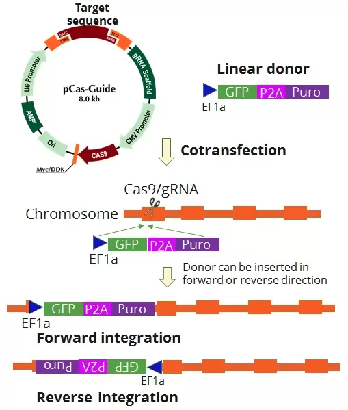 How It Works Kn2.0 Crispr Ko Kits