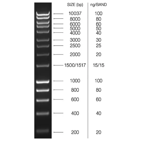 Hyperladder 1kb 550 C