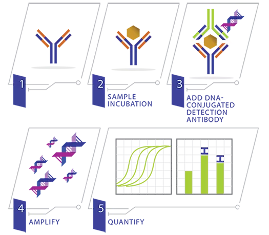 Iqelisa Principle