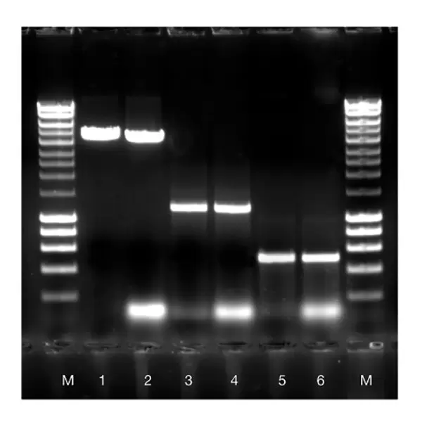 Isolateii Pcrgelfig1 550 C