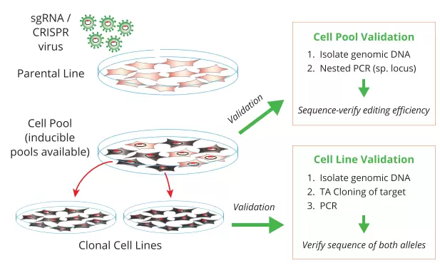 Ko Cellline Generation A Validation