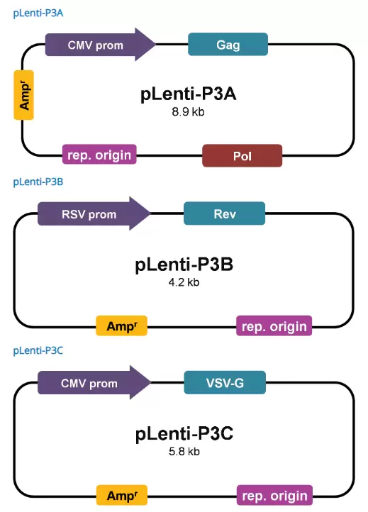 Lv053 Plasmid Mix