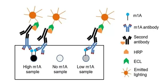 M1a Dot Blot Assay How It Works
