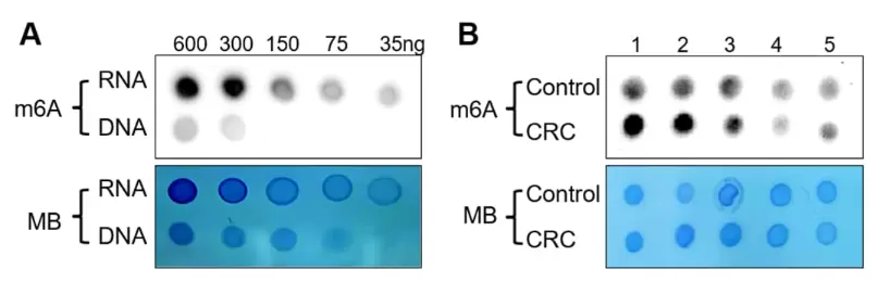 M6a Dot Blot Assay Performance