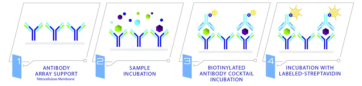 Membrane Cytokine Array Dt