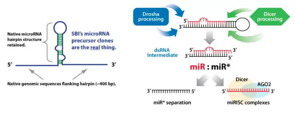 Microrna Precursors