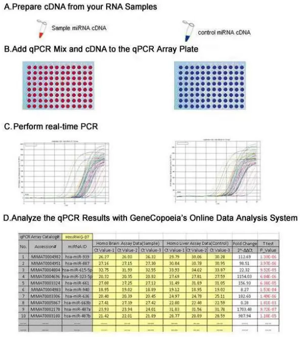 Mirna Qpcr Arrays Howitworks