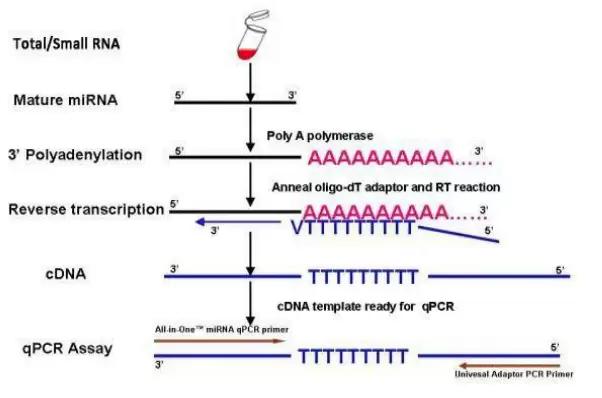 Mirna Qpcr Arrays Howitworks Ii