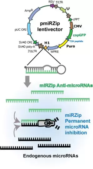 Mirzip Graphic1