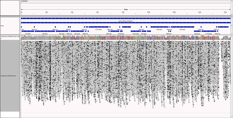 Mitogenome Coverage Ancientdna Mytobaits Myreads 800