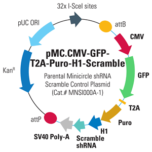 Mnsi000 Pmc.cmv Gfp T2a Puro H1 Scramble 300