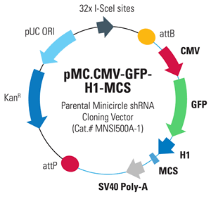 Mnsi500 Pmc.cmv Gfp H1 Mcs 300