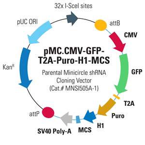 Mnsi505 Pmc.cmv Gfp T2a Puro H1 Mcs 300