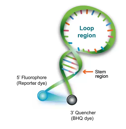 Molecular Beacons Struktur