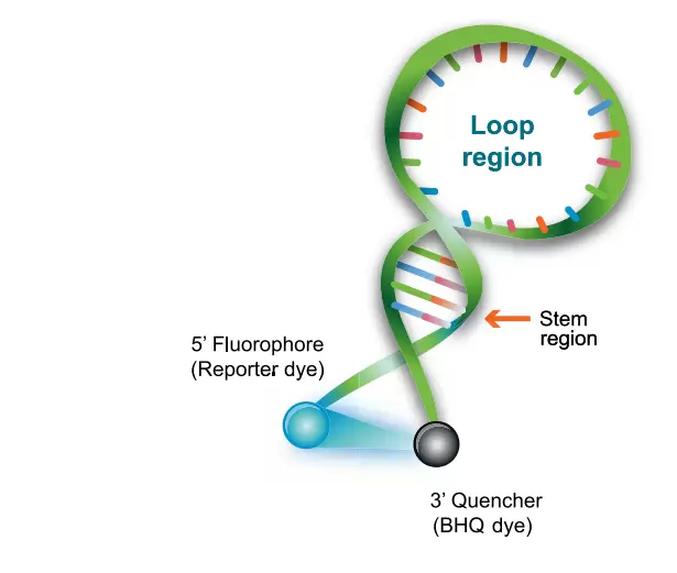Molecular Beacons Struktur 3