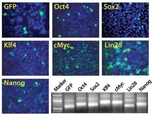 Mrnaexpress Pluripotency