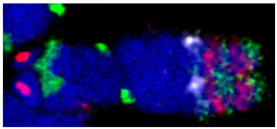 Mytags Custom Probes Performance Pic2