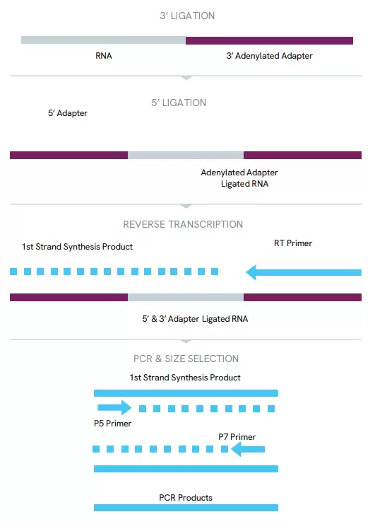 Nex Smallrna Seq Kit How It Works