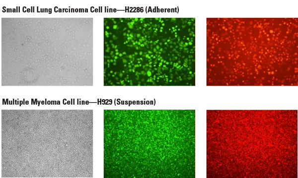 Overexpression Stable Cell Line Data