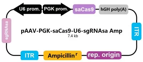 Paav Pgk Sacas9 U6 Sgrnasa Hgh Amp