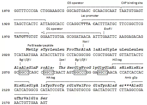 Padl 22c Cloning Site