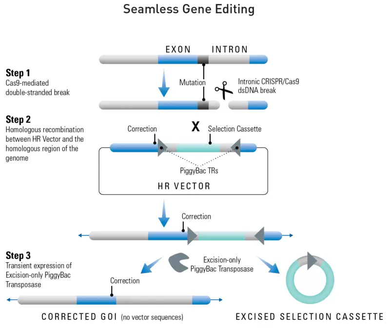 Pb Seamless Gene Editing How It Works