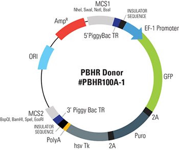 Pbhr100a