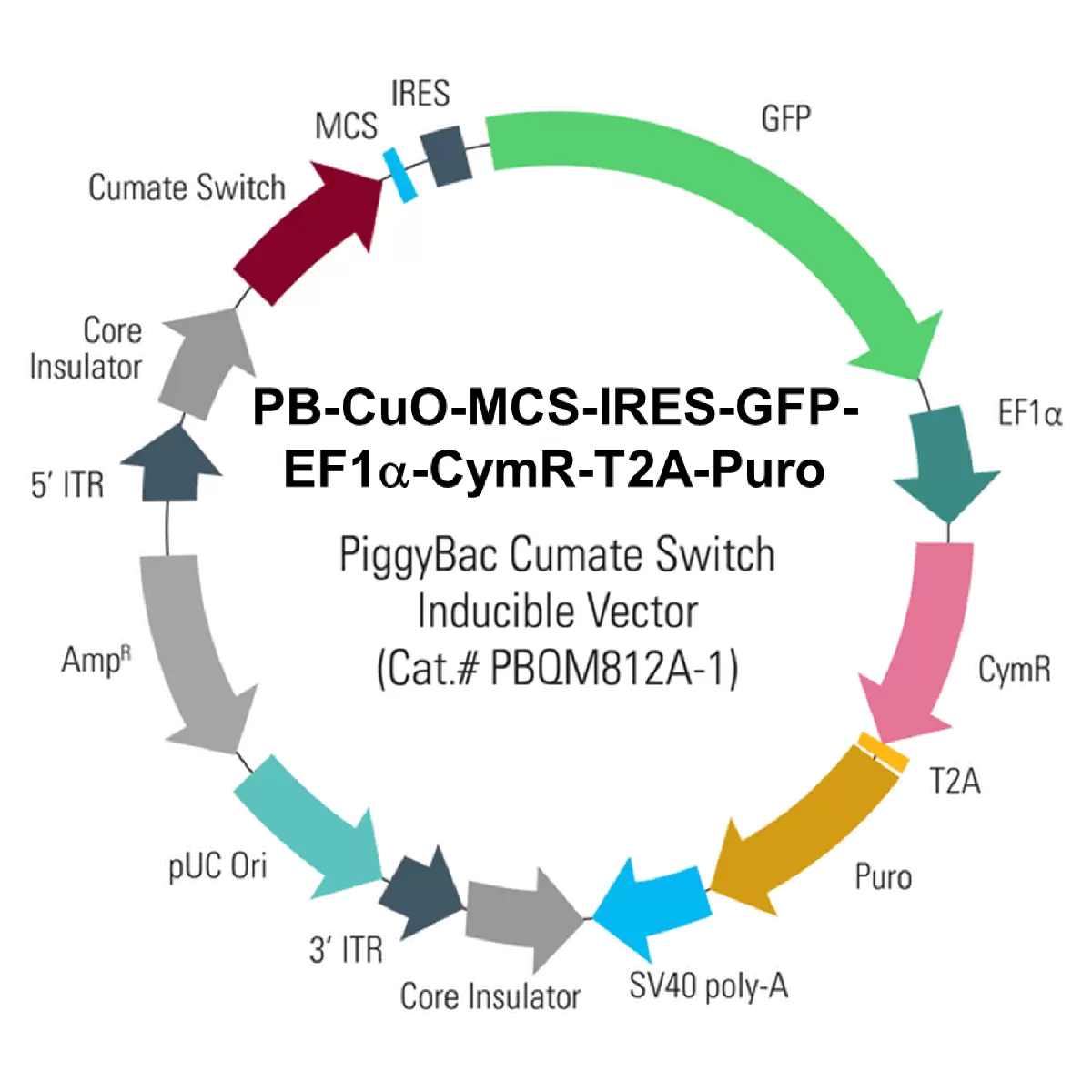 Pbqm812a 1 Vector Map New 19.11.25