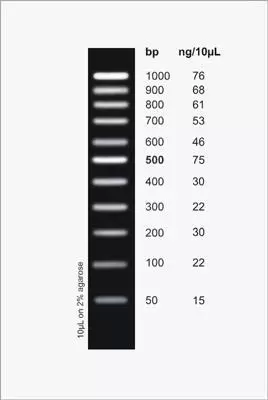 Pcr Ranger 100 Bp Dna Ladder 11300 Figure1