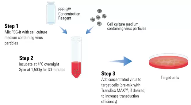 Peg It Transdux Workflow