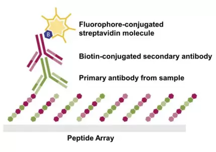 Peptide Mapping Array