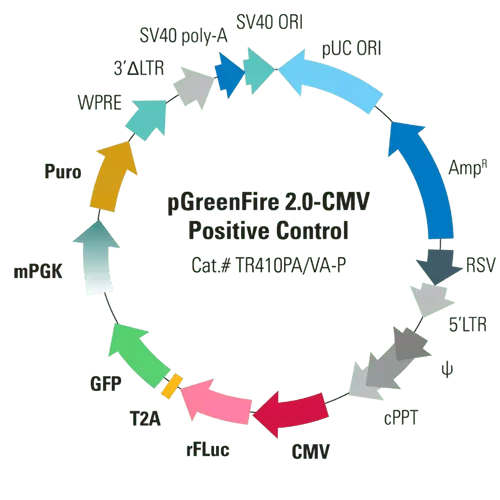 Pgreenfire 2.0 Cmv Positive Control