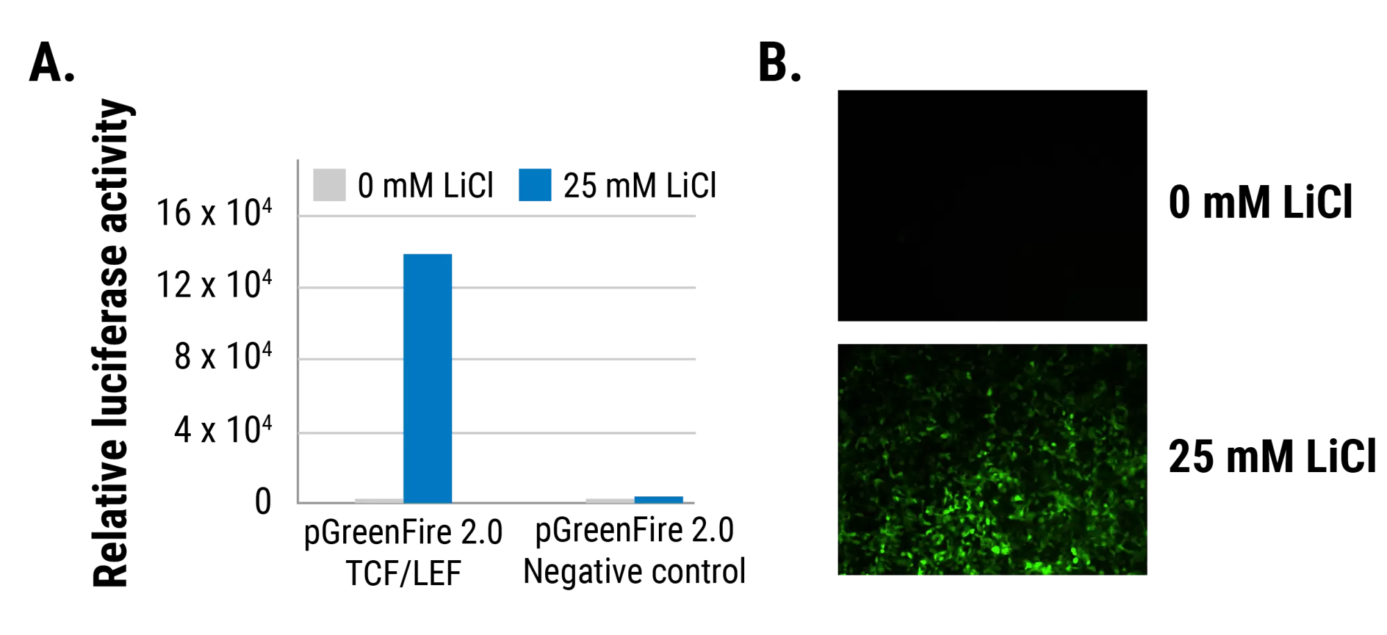 Pgreenfire 2.0 Tcf Lef Is Well Expressed In 293ft Cells 01