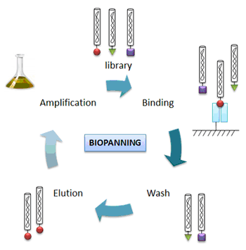 Phage Display Screening