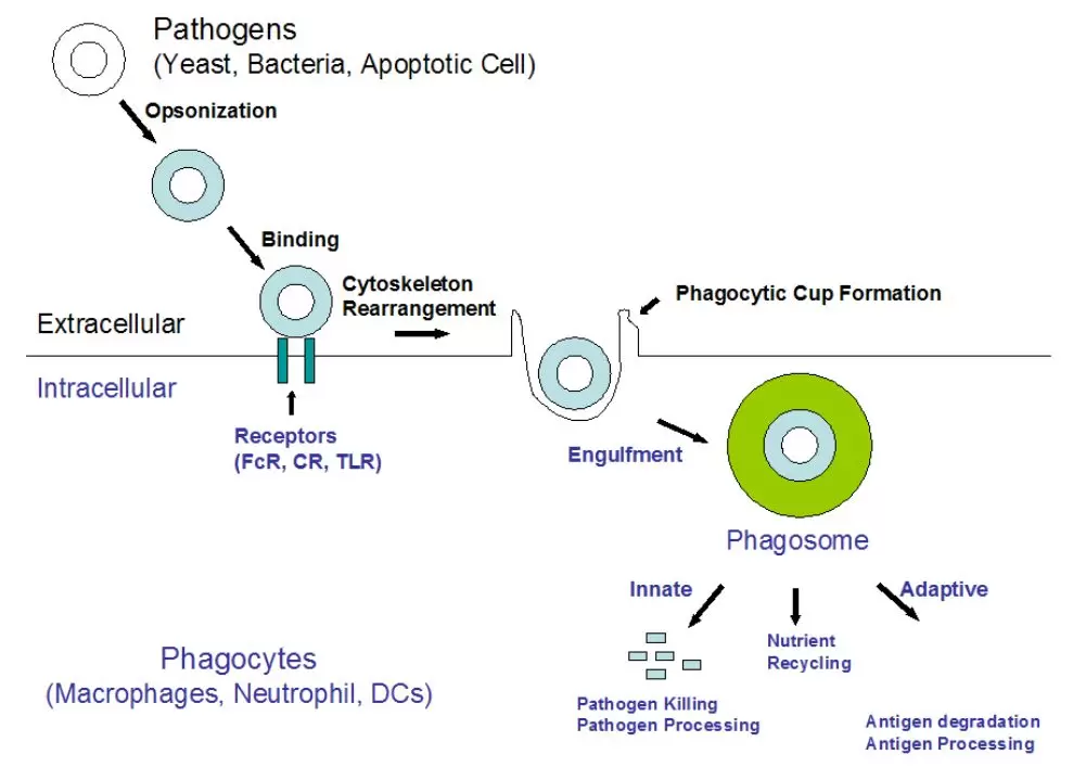 Phagocytosis