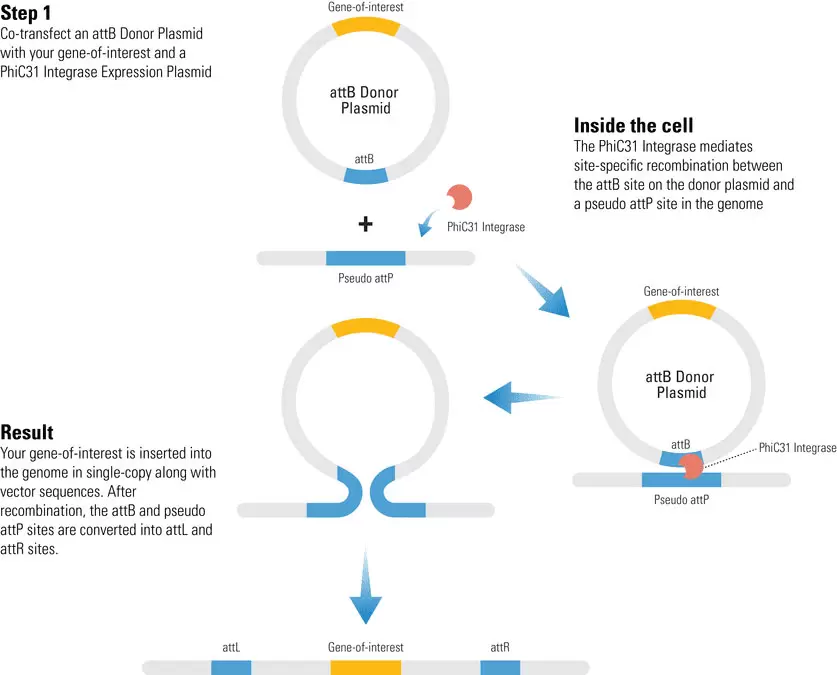 Phic31 How It Works