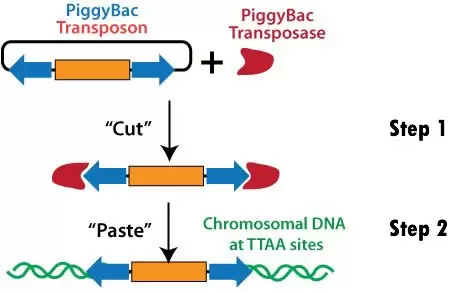 Piggybacoverview 450 Without Exision