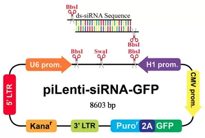 Pilenti Sirna Gfp