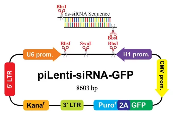 Pilenti Sirna Gfp Vector Map