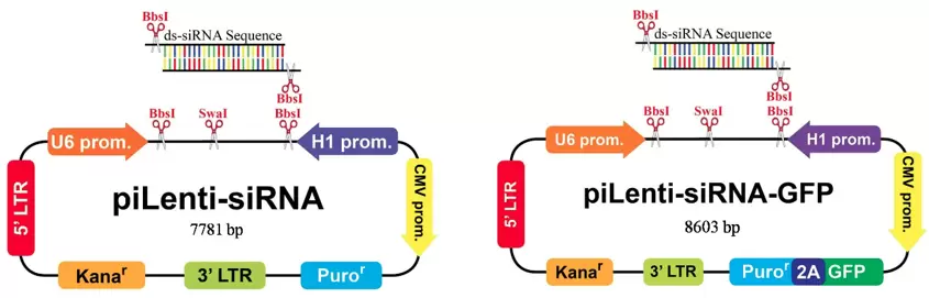 Pilenti Sirna And Pilenti Sirna Gfp