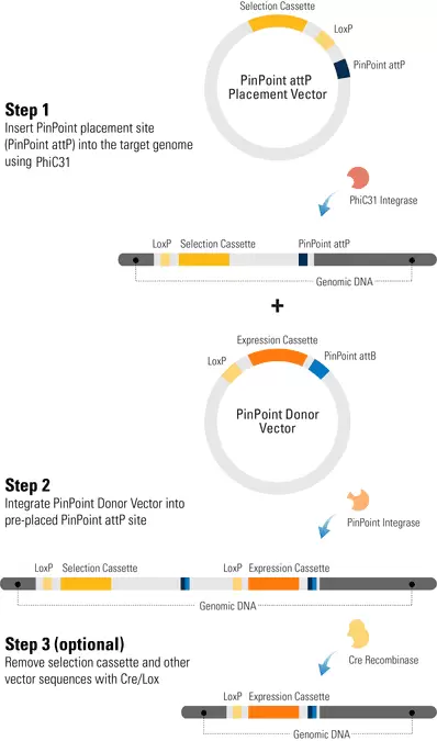 Pinpoint Targeted Integration System How It Works2