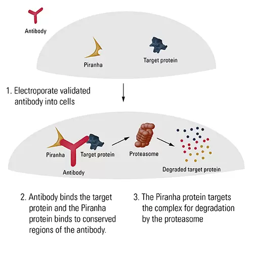 Piranha Targeted Protein Degradation Fig 1