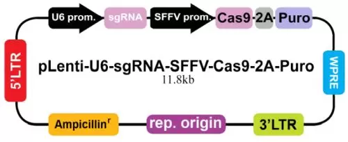 Plenti U6 Sgrna Sffv Cas9 2a Puro