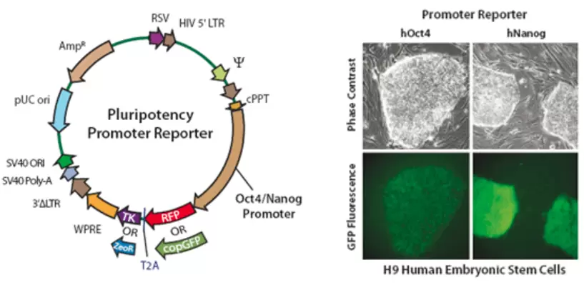 Pluripotency Promoter Reporter