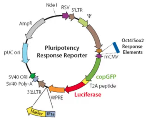 Pluripotency Response Reporter