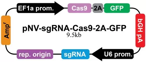 Pnv Sgrna Cas9 2a Gfp