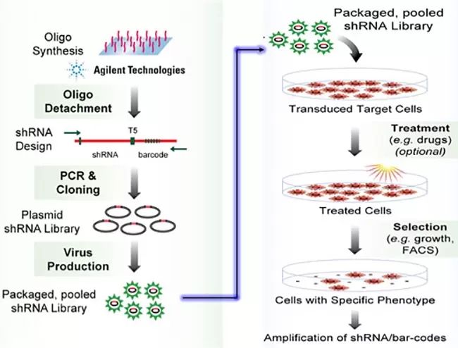 Pooled Shrna Library Screen
