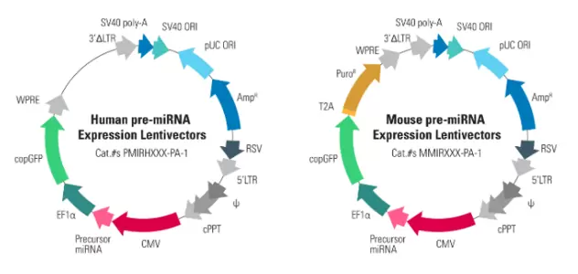 Pre Mirna Vectors