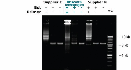 Products Bst Dna Polymerase