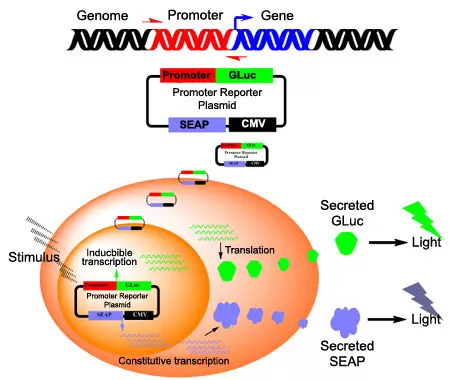 Promoter Clones Mechanism